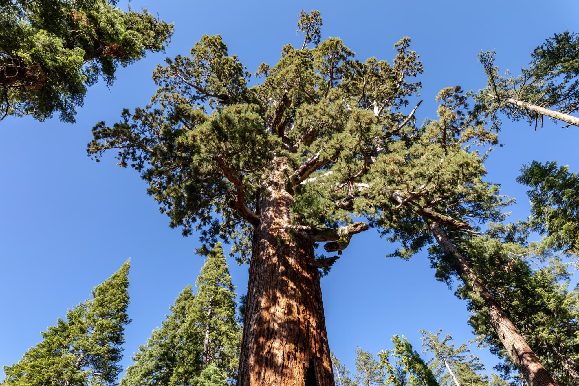 The Grizzly Giant sequoia in Mariposa Grove