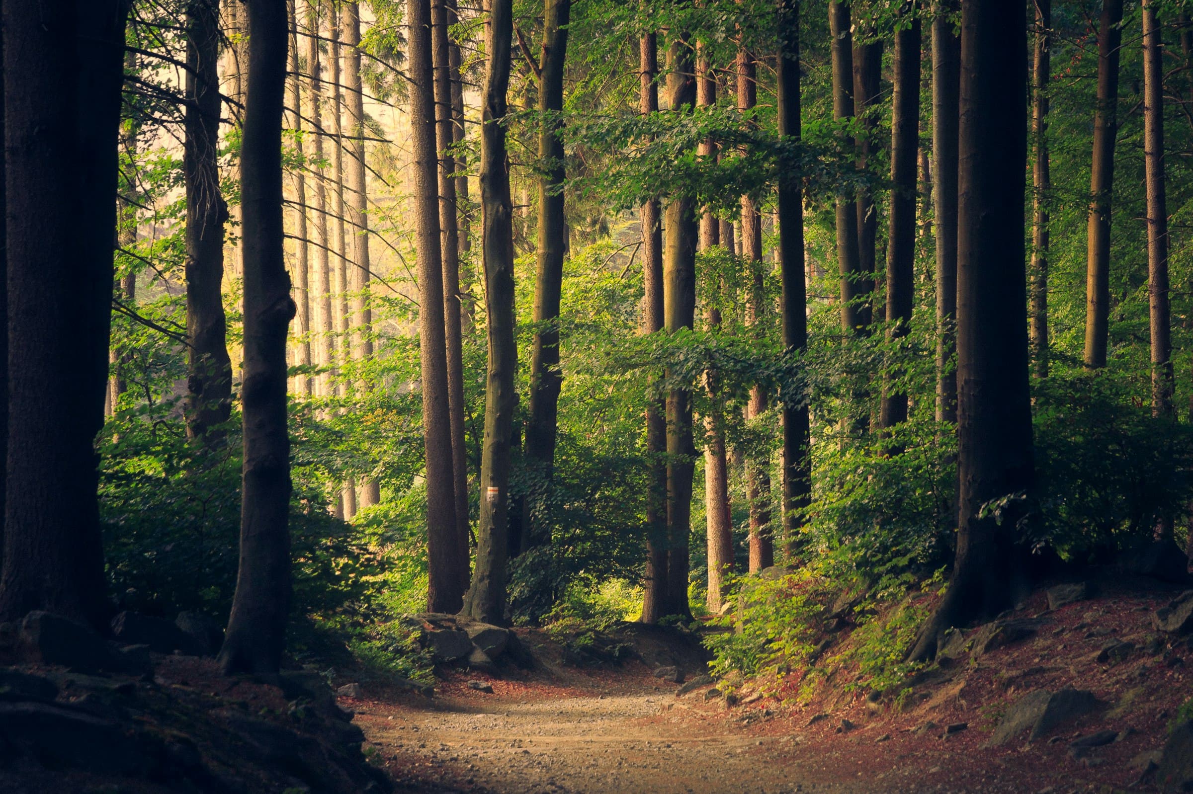 Sunlit forest trail in the Sierra foothills near Oakhurst
